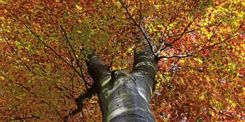 Herbst (© Stadt Bad Dürkheim)