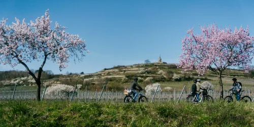 Mandelblüte mit Flaggenturm