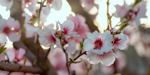 Mandelblüte Detail