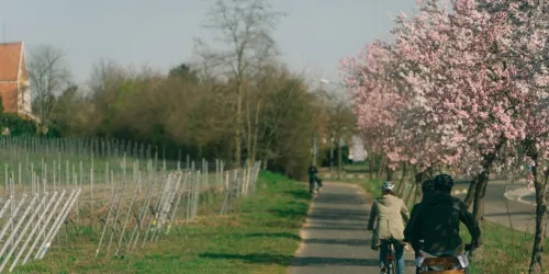 Radweg mit Mandelbäumen