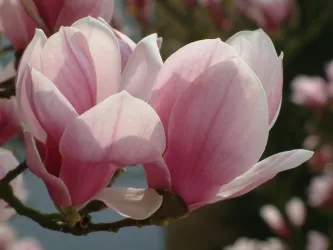 Magnolien