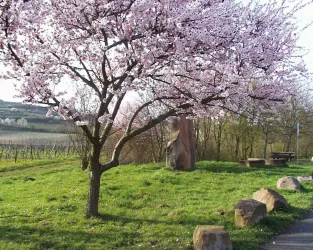 Mandelblüte
