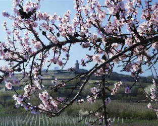 Flaggenturm