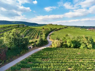 Weinlage Herrenberg (© VDP)