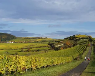Weinwanderweg (© Stadt Bad Dürkheim)