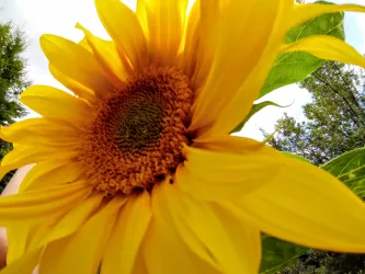 Mein Garten mit Sonne