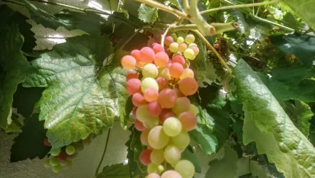 Herbst in der Pfalz