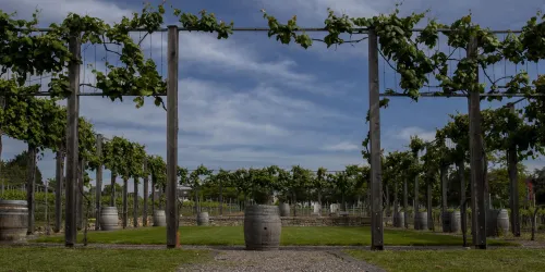 Weingut Fitz-Ritter Rebarena (© Stadt Bad Dürkheim)