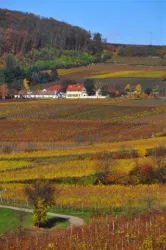 Lage in den Weinbergen