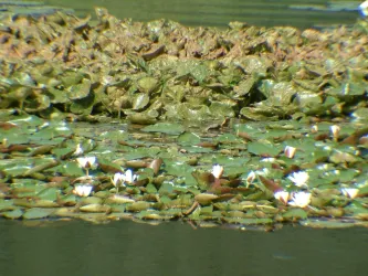 Seerosen auf dem Herzogweiher (© Stadt Bad Dürkheim)