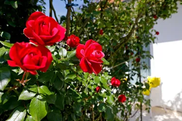 Rosen im Garten (© Stadt Bad Dürkheim)