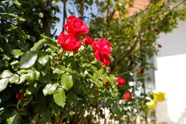 Rosen (© Stadt Bad Dürkheim)