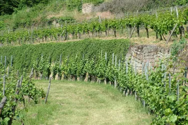 Steinberg_1 (© Stadt Bad Dürkheim)