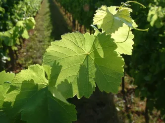 Weinrebe (© Lena Geib Photographie)