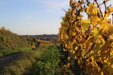 Spielberg_2 (© Stadt Bad Dürkheim)