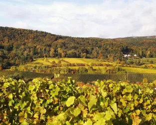 Hochbenn (© Stadt Bad Dürkheim)