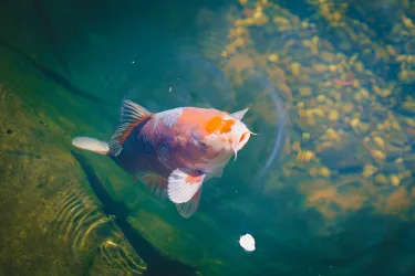 Koi Karpfen sind direkt vom Balkon aus zu Beobacht (© Fam. Reiß)