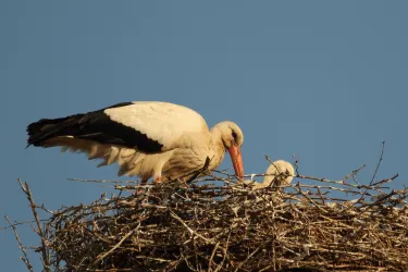 Storchennest auf dem Rathausdach
