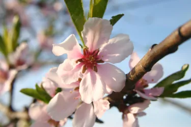 Mandelblüte (© Wein und Gästehaus Spieß)