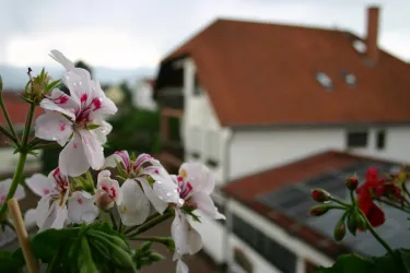 Hausansicht (© Wein und Gästehaus Spieß)