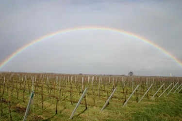 Regenbogen (© Wein und Gästehaus Spieß)