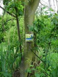 Baum mit Beschilderung