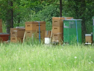 Bienenkasten