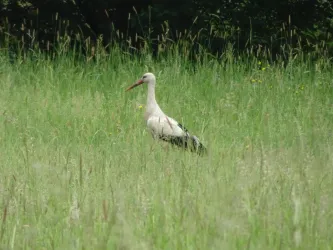 Wiese mit Storch