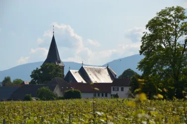 Blick auf Kirrweiler