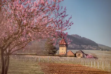 Geilweilerhof zur Mandelblütenzeit