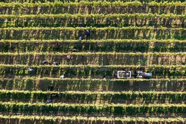 Weinlese-Bio-Weingut-Sektgut-Wilhelmshof-Roth-Ocho
