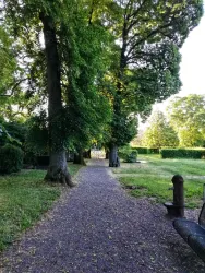 Die alten Linden zählen zu den Naturdenkmälern