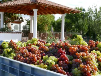 Weinlese im Johanneshof