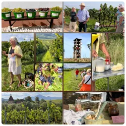 Kraeuterwanderung-Collage-Nicole-Eisinger-Wilhelms