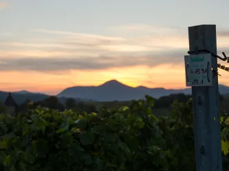 Weinberge bei Siebeldingen bei Sonnenuntergang