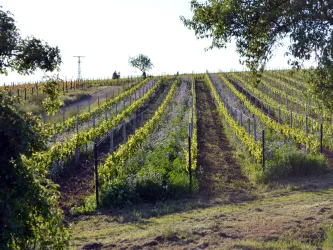 Weinberge bei Siebeldingen