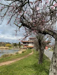 Mandelblüte Haus der Deutschen Weinstraße