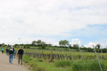 Wanderung WeinperPedes