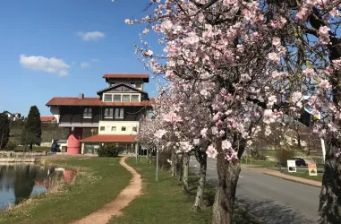 Mandelbäume am Haus der Deutschen Weinstraße