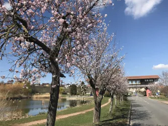 Mandelblüten Allee Bockenheim