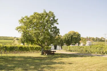 Weingut Kohl Wohnmobilstellplatz