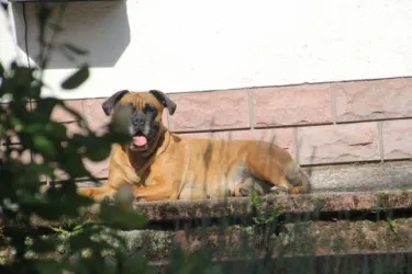 Haushund (© B. Dressing)