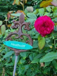 Heathcliff (© B. Dressing)