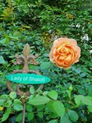 The Lady of Shalott (© B. Dressing)