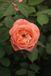Rose (© B.  Dressing)