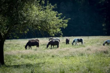 Umgebung Bremerhof (© Bremerhof)