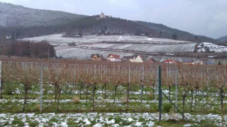 Ausblick-Wald