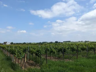 Weinlage Böchinger Rosenkranz - Im untern Kreuz