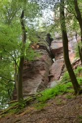Buchholzfelsen Bild 2 (© Verein SÜW Annweiler, Axel Brachat)