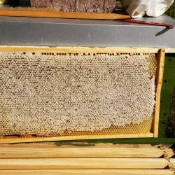 Bienenwaben (© Steffen Hornschuh)